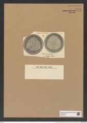 Aulacodiscus sturtii Kitt. (de-Toni-Nr.: Genus 182, Species 4551) Zeichnungen Sammlung Grunow Nr. 8157 (NHMW-BOT-W0377521)